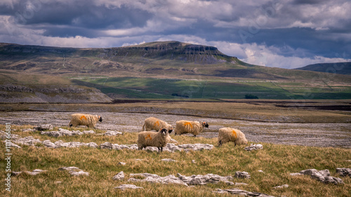 Pen-y-ghent or Penyghent is a fell in the Yorkshire Dales. It is one of the Yorkshire Three Peaks, the other two being Ingleborough and Whernside. It lies 3 kilometres east of Horton in Ribblesdale. photo