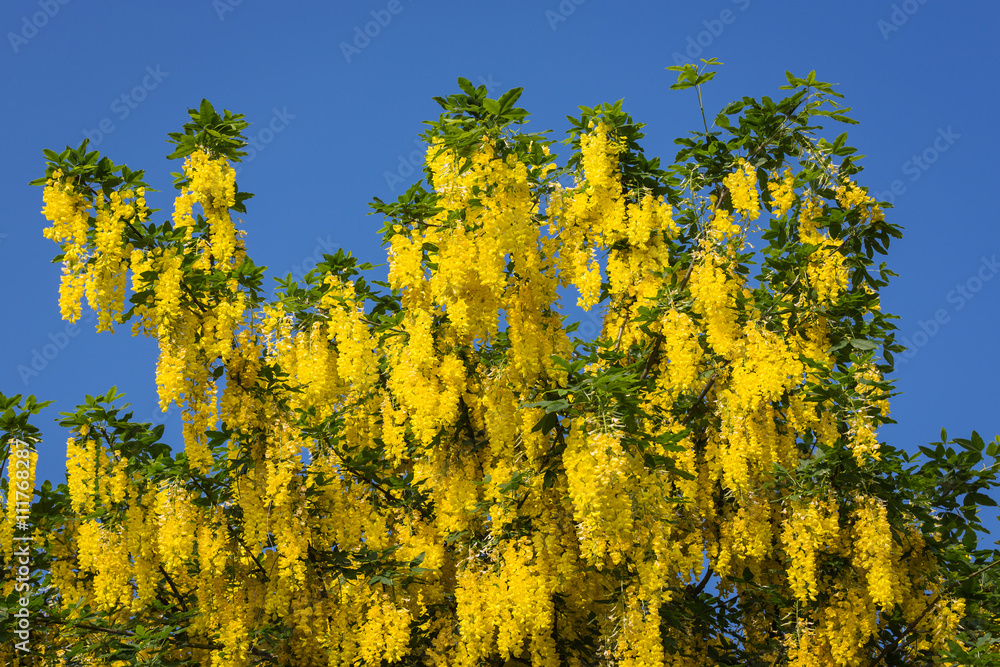 Fototapeta premium Blühender Goldregen vor blauem Himmel - Laburnum anagyroides