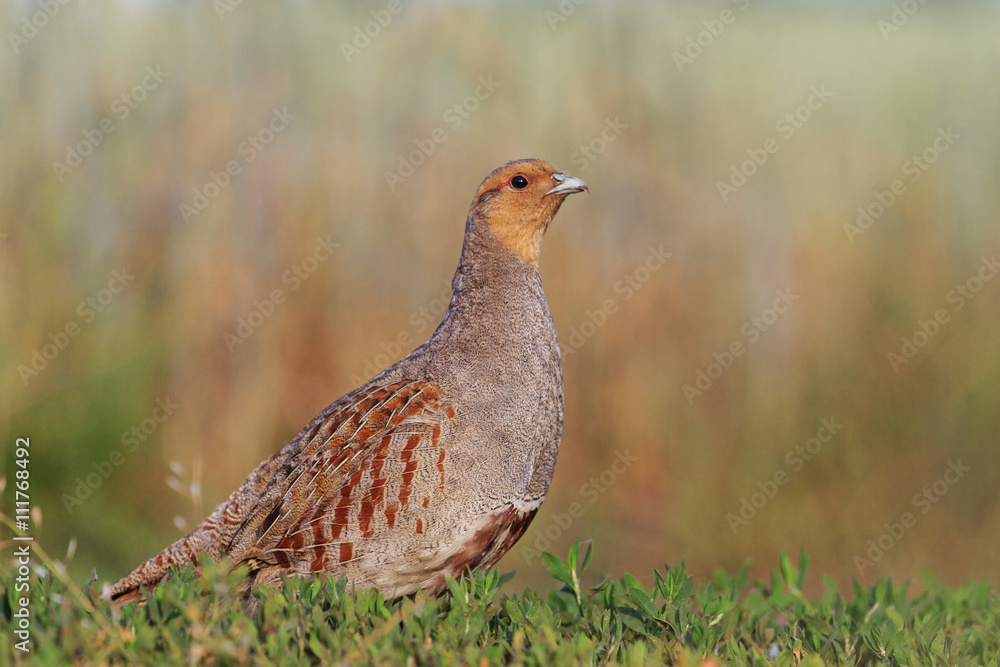 Grey partridge in a beautiful sunlight Grey partridge in a beautiful sunlight