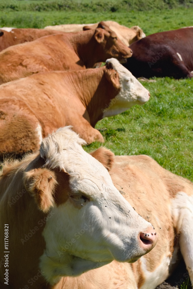 Group of cows on the farm in Norfolk, England Group of cows on the farm in Norfolk, England