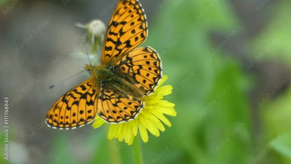 Orange butterfly on a dandelion flower in the summer forest Orange butterfly on a dandelion flower in the summer forest