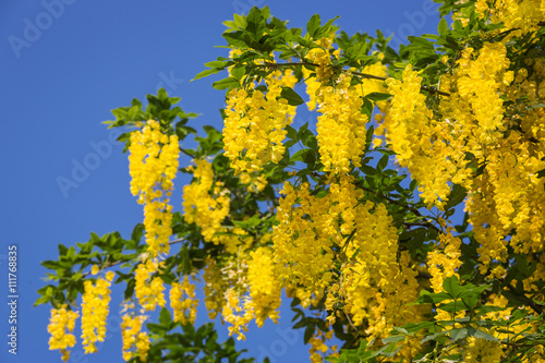 Blühender Goldregen vor blauem Himmel -  Laburnum anagyroides photo