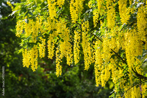Papier peint Goldregen in Blüte - Laburnum anagyroides