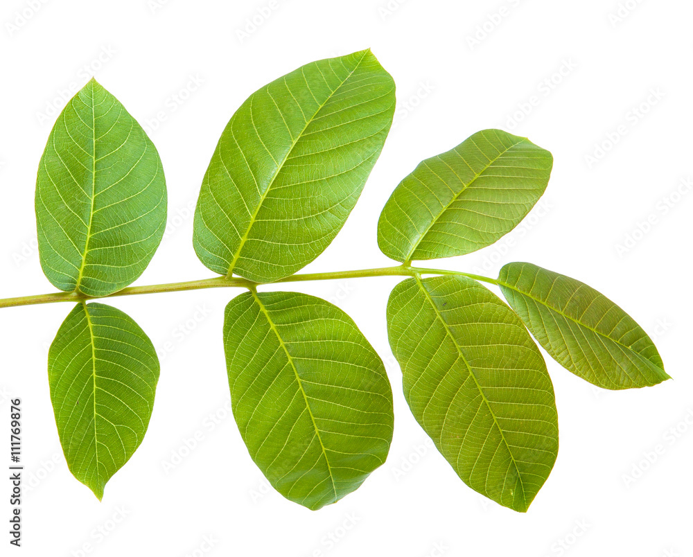 walnut leaves on a branch. isolated on white background walnut leaves on a branch. isolated on white background