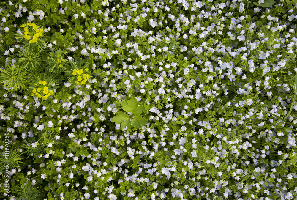 green grass with small white and yellow flowers