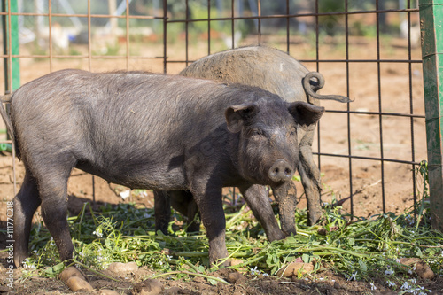Young Black Iberian pig looking to camera. Organic livestock
