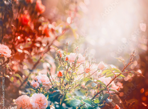 Pink roses in garden or park in dawn light. Flowers garden nature background