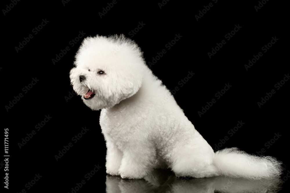 Purebred White Bichon Frise Dog Sitting Surprised with opened mouth isolated Black Background, Side view Purebred White Bichon Frise Dog Sitting Surprised with opened mouth isolated Black Background, Side view