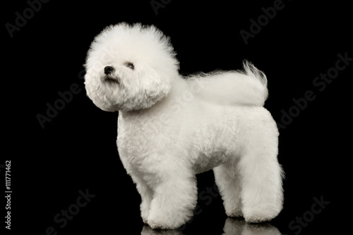 Tableau sur toile Purebred white Bichon Frise Dog Standing and Looking up isolated Black Backgroun