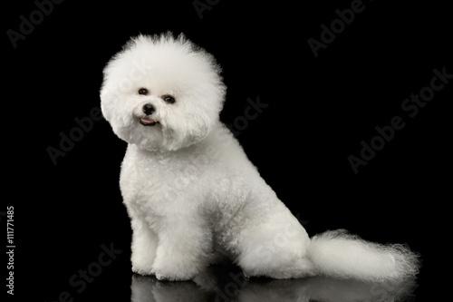 Fotografia, Obraz Purebred White Bichon Frise Dog Smiling, Sitting and Looking in Camera isolated