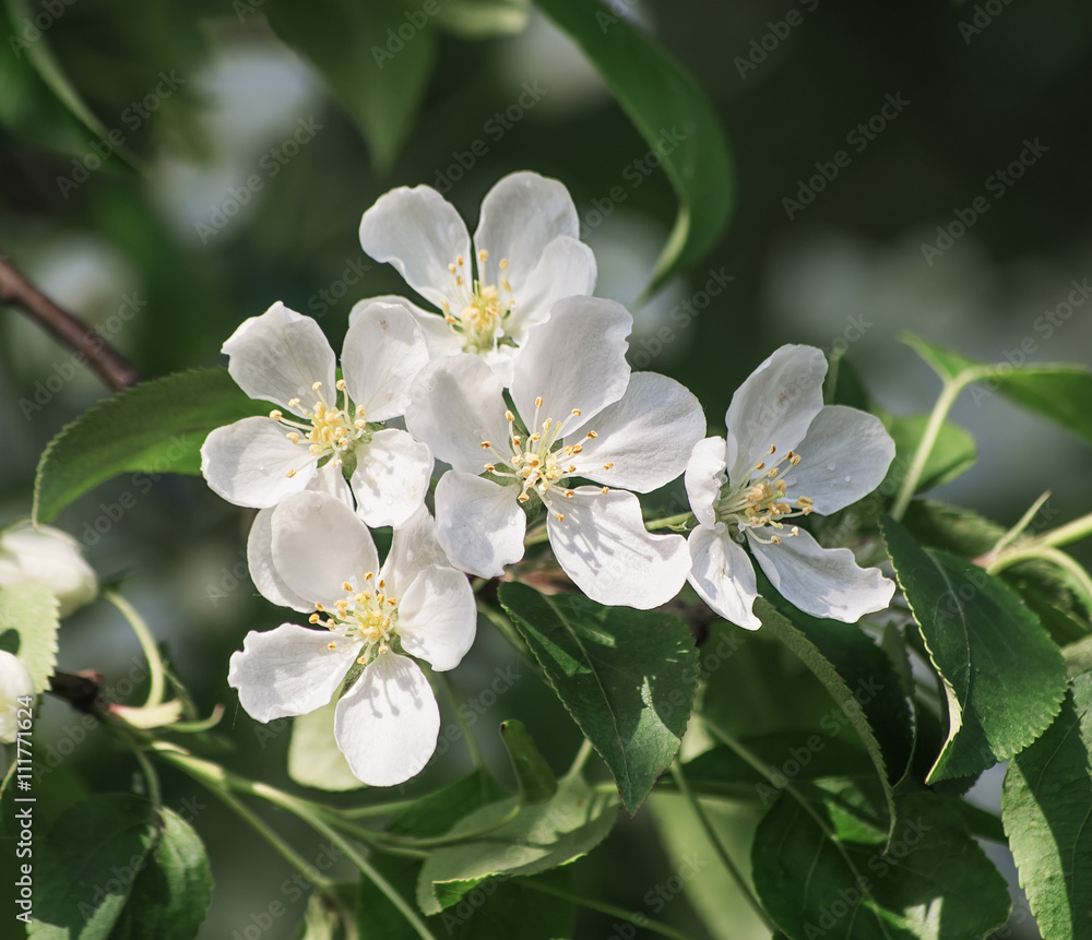 branch of apple tree with flowers branch of apple tree with flowers