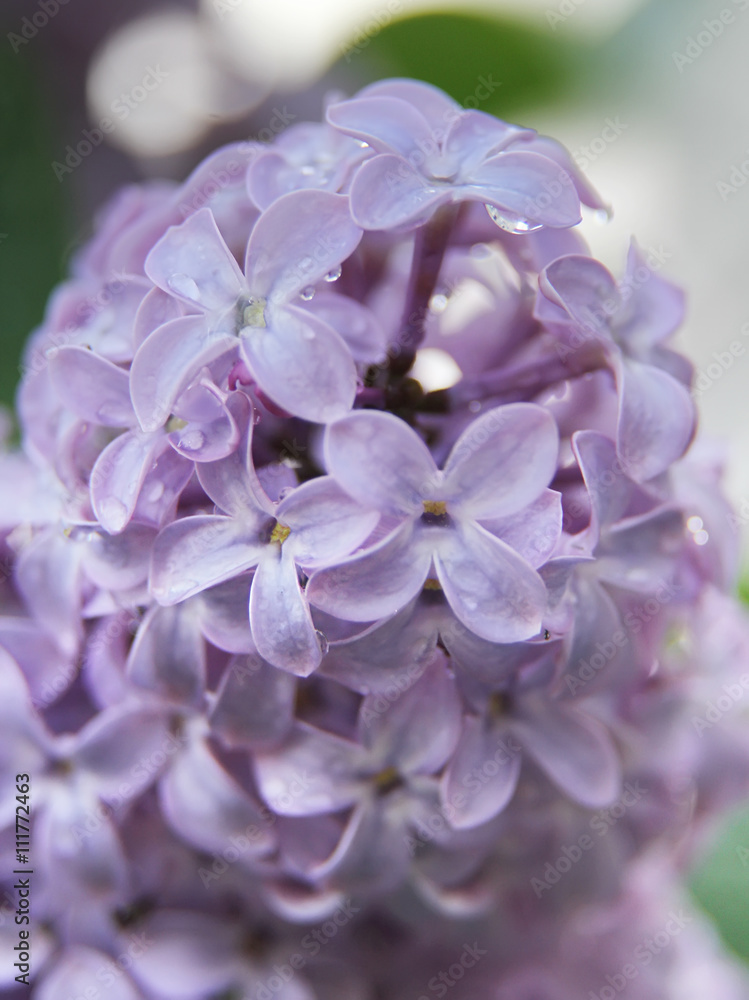Close up of spring lilac violet flowers with droplets of water. Soft focus, abstract soft floral background Close up of spring lilac violet flowers with droplets of water. Soft focus, abstract soft floral background