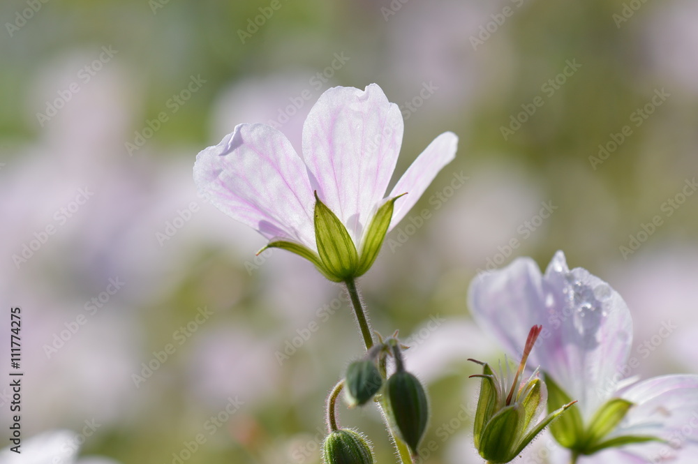 Obraz premium géranium des bois
