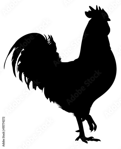 Rooster bird black silhouette