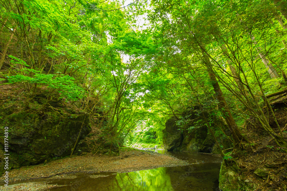 渓谷の風景