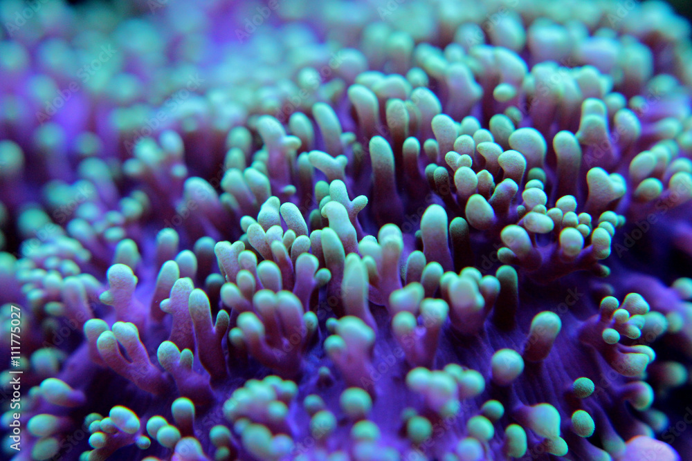 Fototapeta premium Macro shot on coral polyps