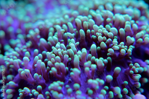 Macro shot on coral polyps