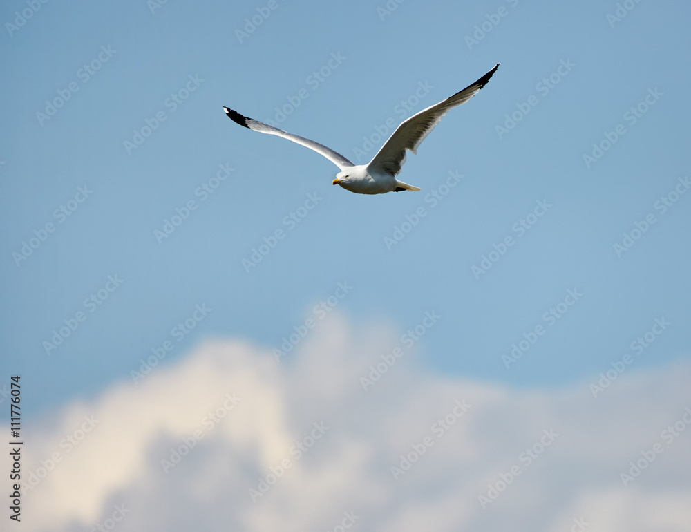 Seagull flying over clouds