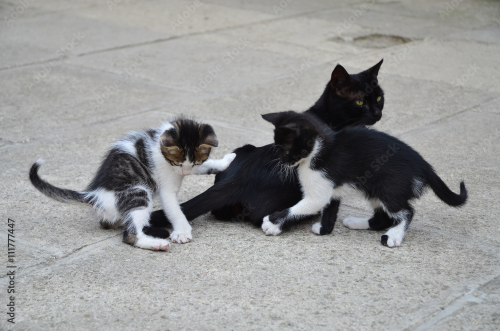 Playful Kittens with their Mother - Istanbul, Turkey