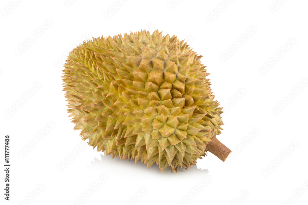 durian isolated on white background durian isolated on white background