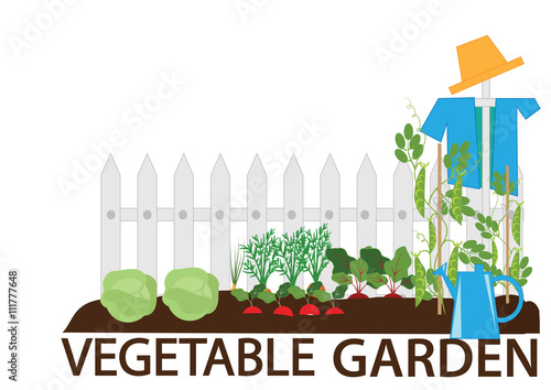 vegetable garden