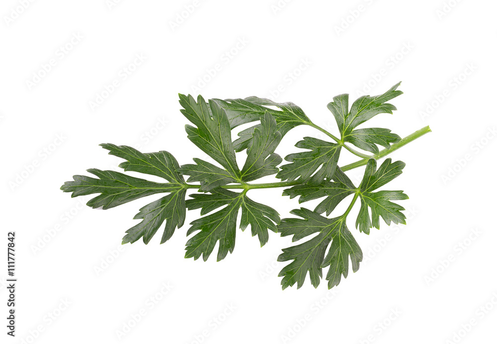 Parsley herb isolated on white background Parsley herb isolated on white background