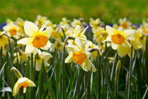 Yellow Daffodils in the garden.