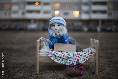 Fototapeta Naklejka Na Ścianę i Meble -  homeless cat on the street on a cold night