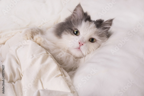 Fototapeta Naklejka Na Ścianę i Meble -  fluffy cat dozing in bed
