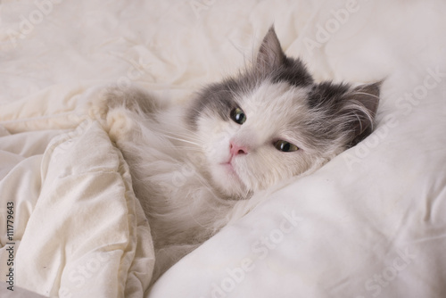 Fototapeta Naklejka Na Ścianę i Meble -  fluffy cat dozing in bed