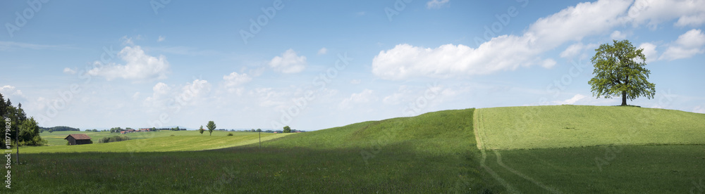 lonely tree on a hill