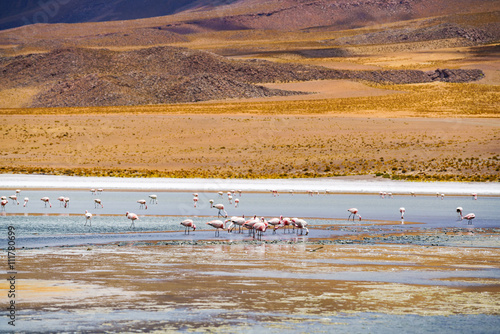 Flock of flamingo feeding in a laguna
