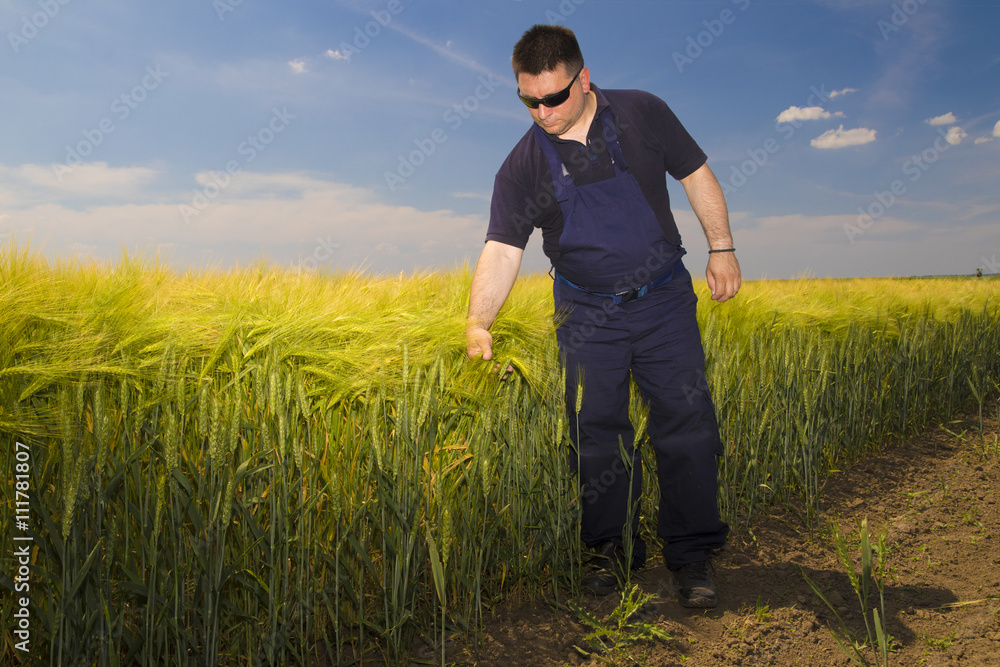 Farmer Inspecting mature grain on the field Farmer Inspecting mature grain on the field