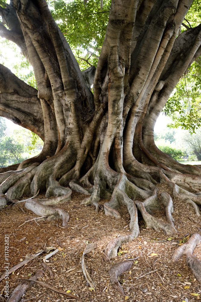 Tree-roots on a tree. Tree-roots on a tree.