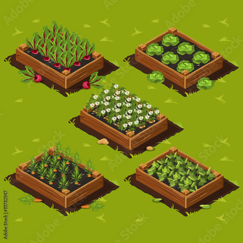 Vegetable Garden Box