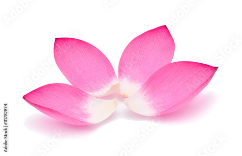Closeup on lotus petal isolate on white background © wealthy lady