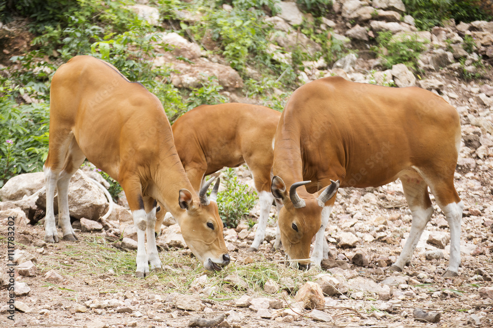 Group of Wild Cattle eating