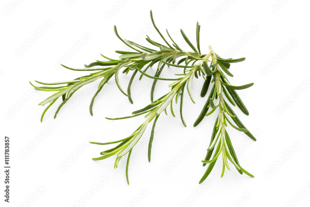 Rosemary twig on the isolated white background. Rosemary twig on the isolated white background.