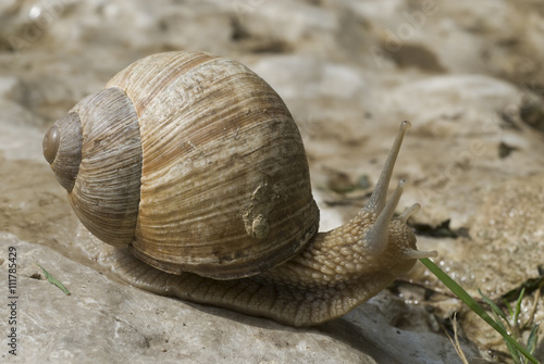 Snails crawl on limestone