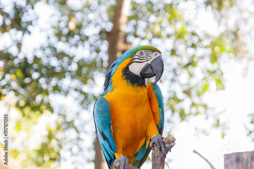 beautiful  macow standing on branch