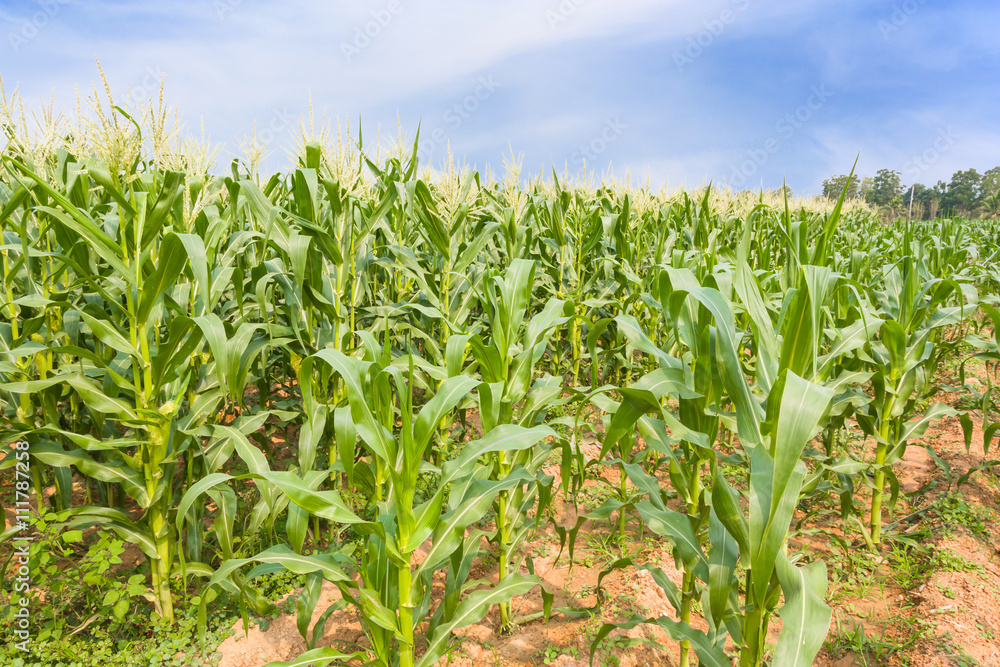 Obraz premium corn plantation in Thailand