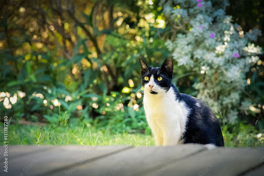 Black and white cat on the green grass in the backyard