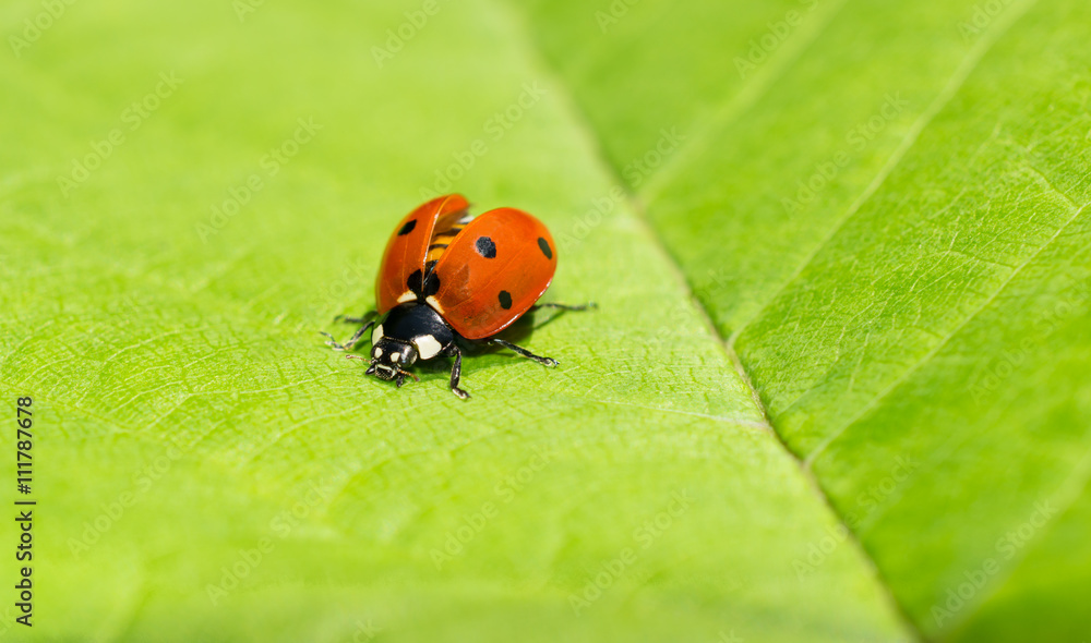 Obraz premium Macro of a ladybug with wing covers opened on a green leaf