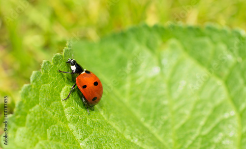 Macro of a ladybug on green leaf
