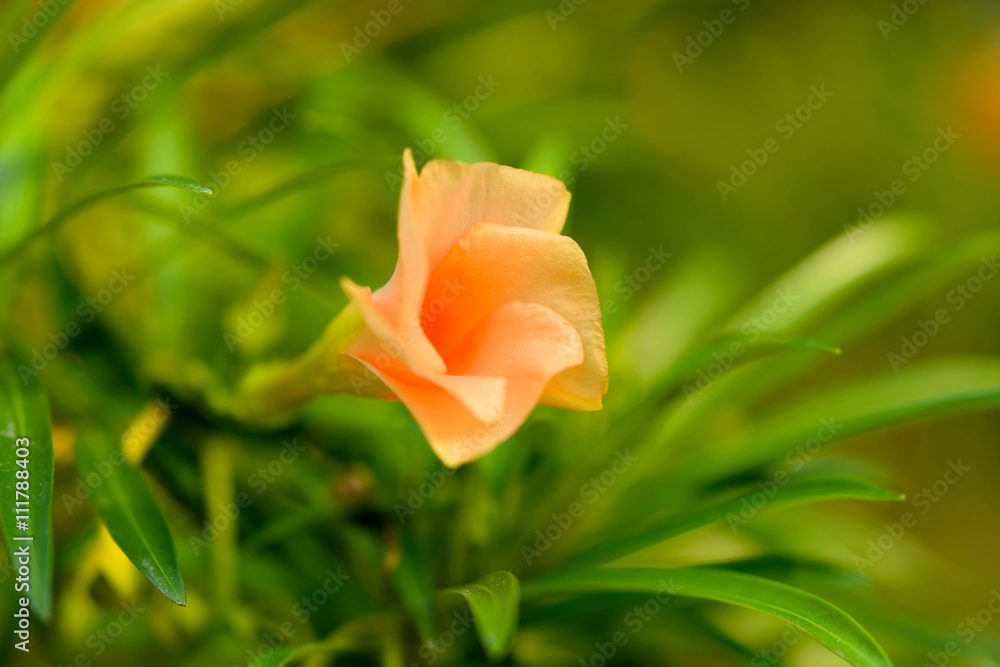 yellow flower on green background blur yellow flower on green background blur