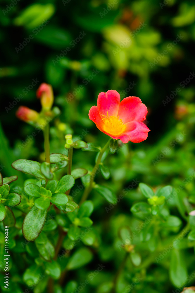 Common purslane pink flowers on a background of green leaves. An