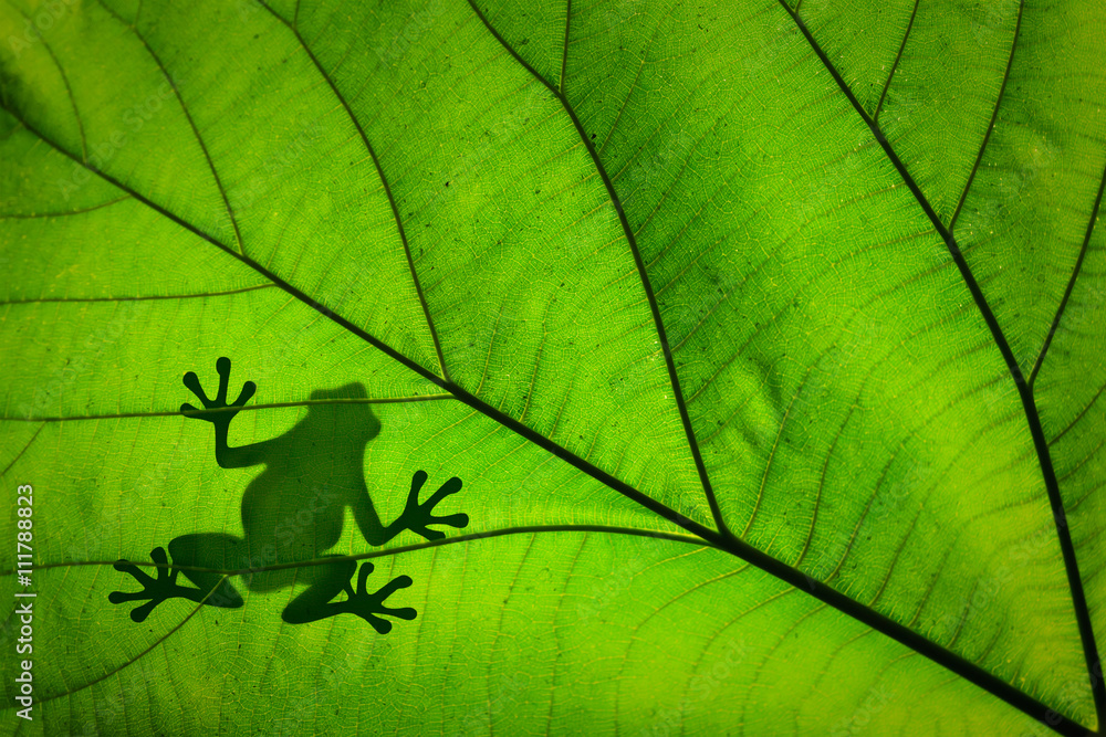 Naklejka premium Silhouette d'une grenouille à travers une feuille verte