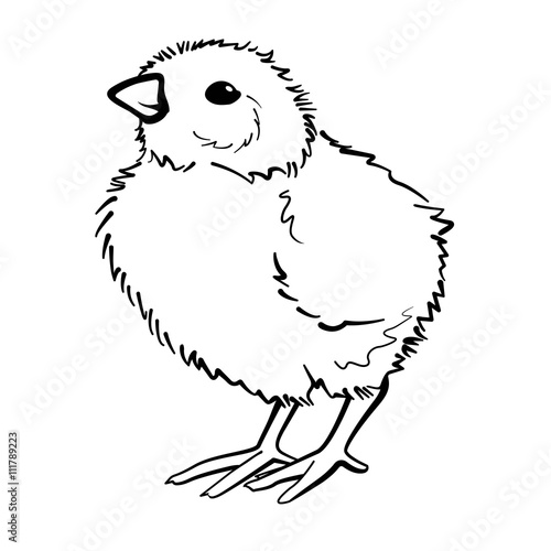 Fluffy little chicken. Linear outline vector illustration on white background.