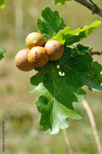 Oak  gall