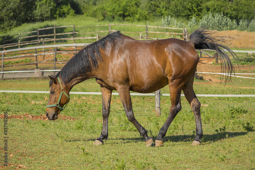 Fototapeta premium brown horse (closeup horse)